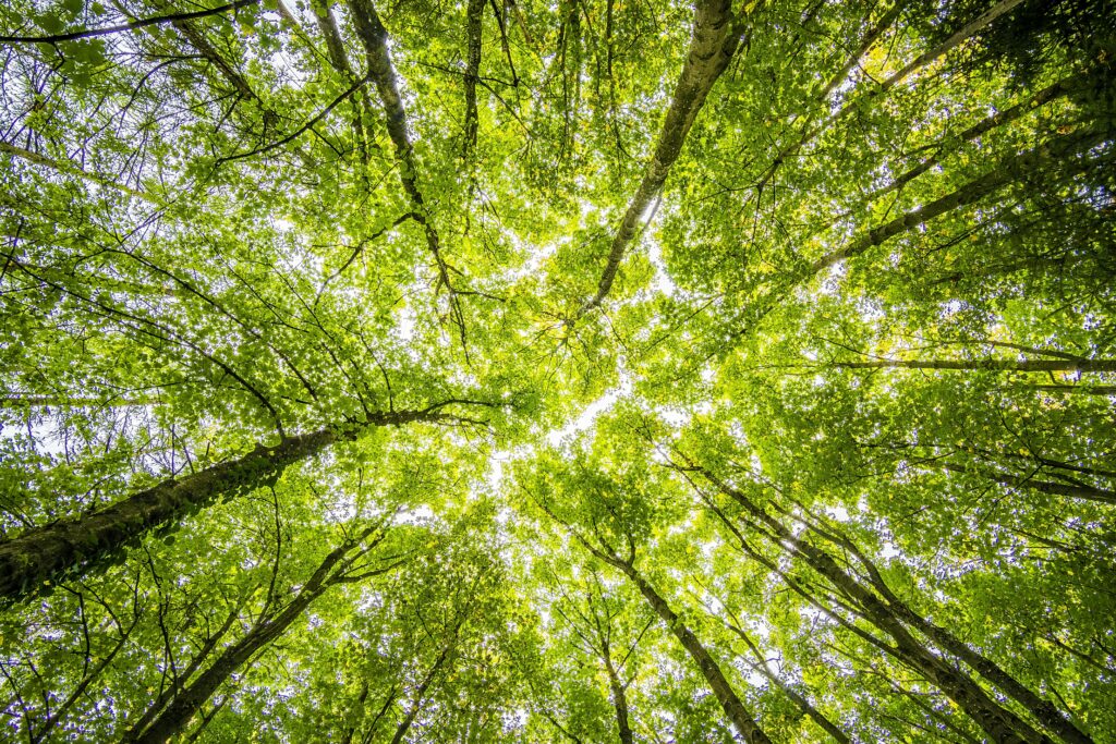 Worms Eyeview of Green Trees